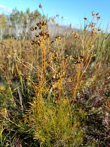 Siberian Filifolium (Filifolium sibiricum)
