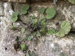 Heuchera missouriensis