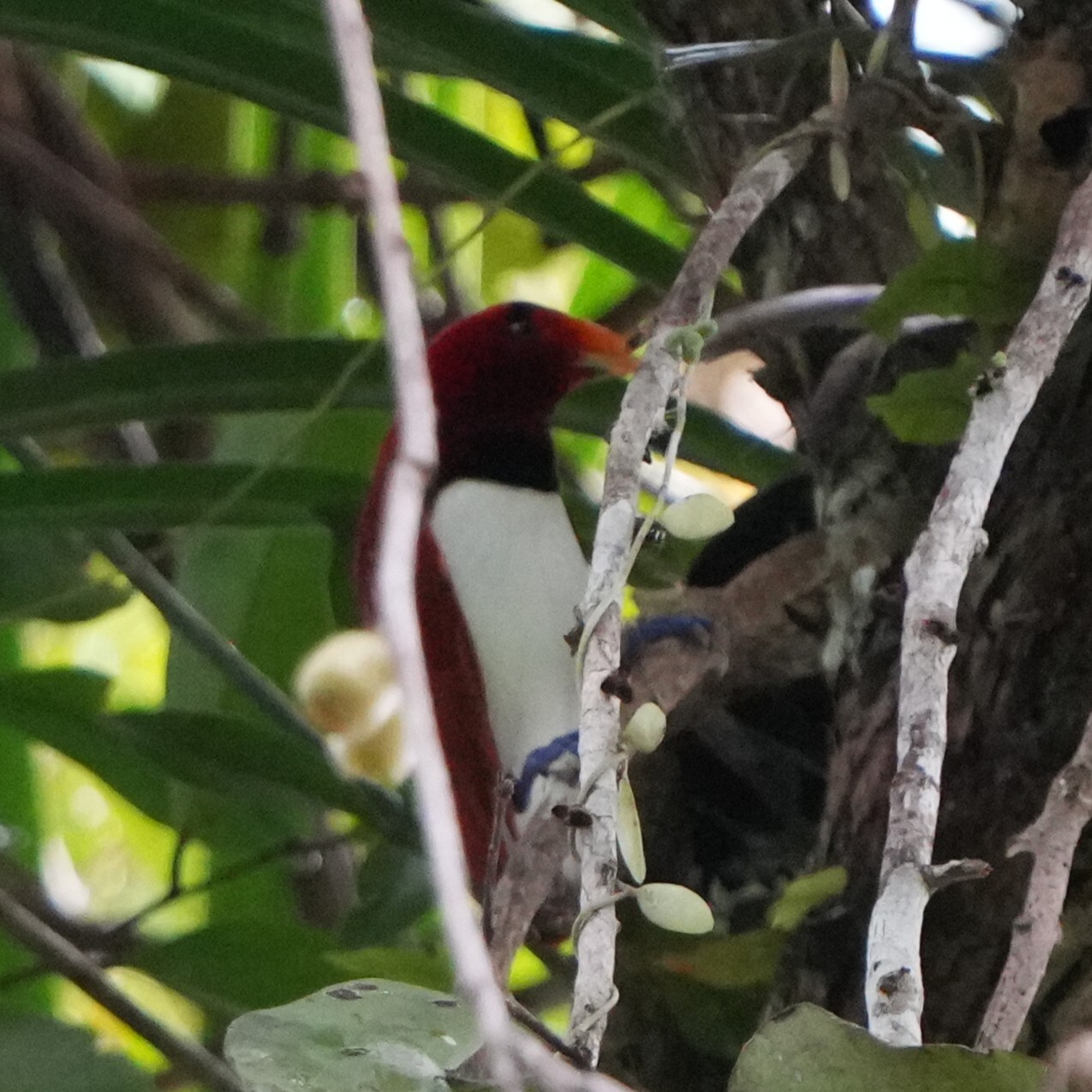 King Bird-of-paradise (Cicinnurus regius), photo 1