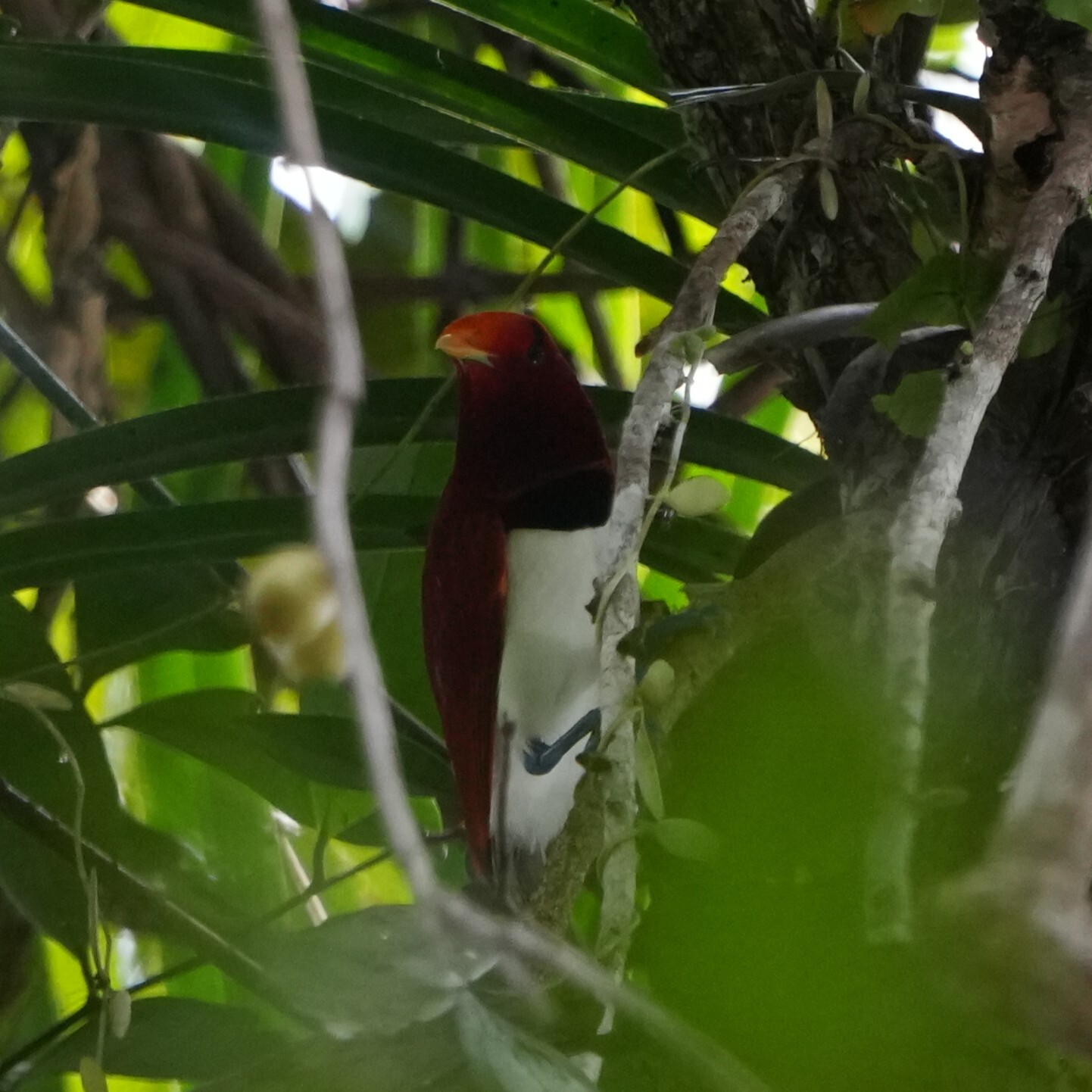 King Bird-of-paradise (Cicinnurus regius), photo 2