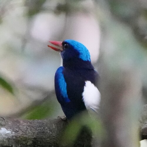 Little Paradise Kingfisher (Tanysiptera hydrocharis)