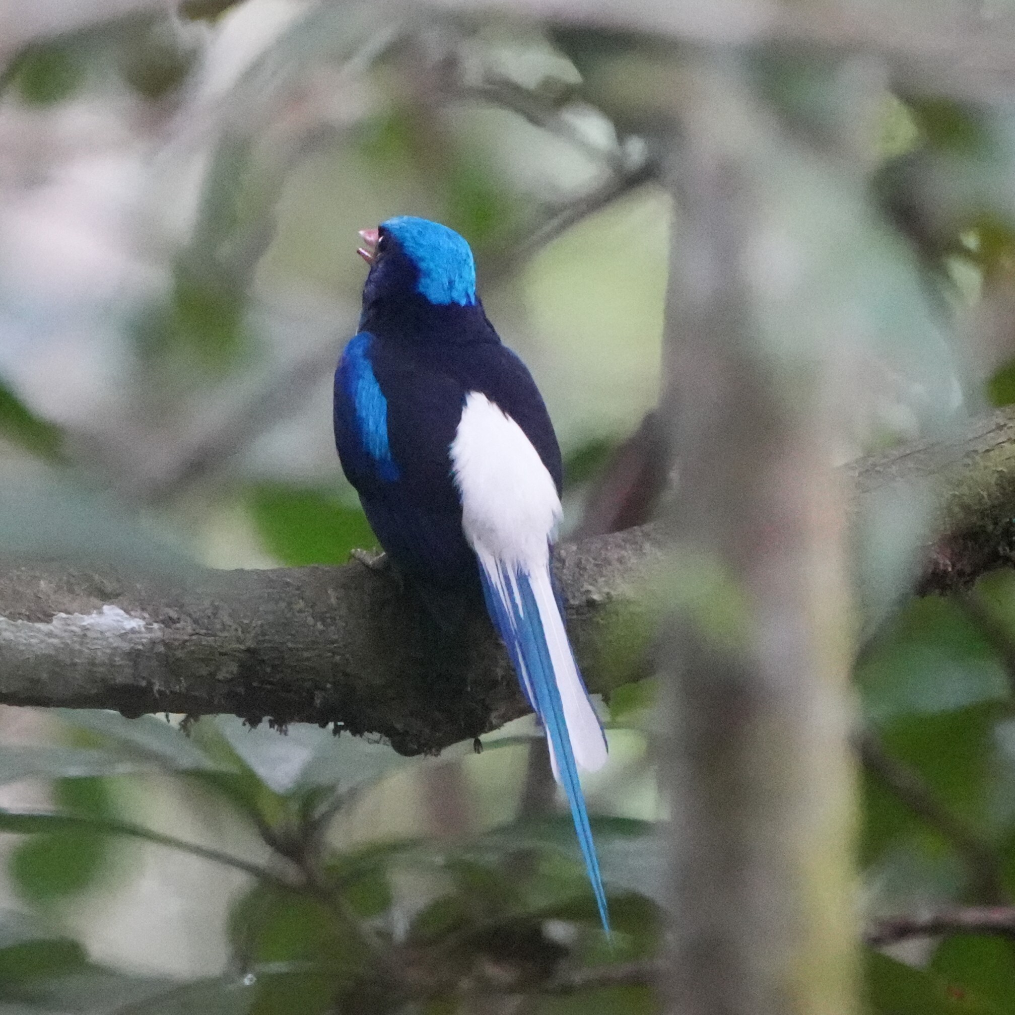 Little Paradise Kingfisher (Tanysiptera hydrocharis), photo 2