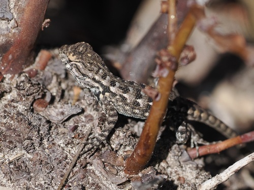 iNaturalist observation photo of Western Fence Lizard