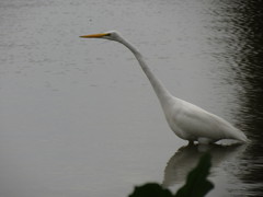 Ardea alba egretta