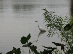 Ardea alba egretta