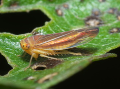 Idiodonus kennicotti