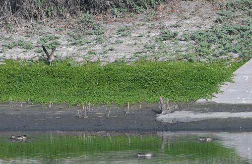 iNaturalist observation photo of Greater Roadrunner