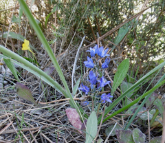 Scilla odorata