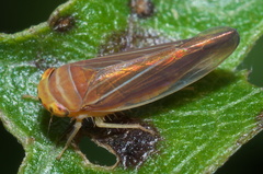 Idiodonus kennicotti