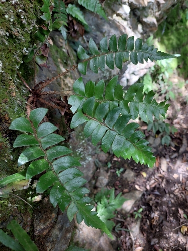 Whipcord eyelash fern (Polystichum lepidocaulon)