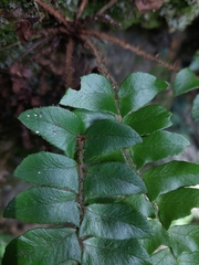 (c) Jason, some rights reserved (CC BY) Polystichum lepidocaulon, photograph (c) Jason, some rights reserved (CC BY)
