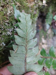 Polystichum lepidocaulon, photograph (c) Jason, some rights reserved (CC BY)