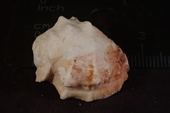 Acanthais triangularis