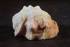 Acanthais triangularis