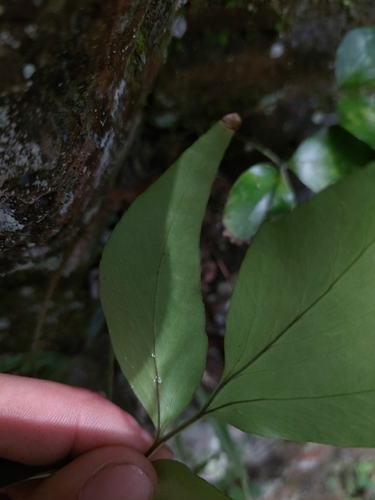 Cyrtomium devexiscapulae, photograph 4