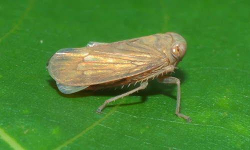Cicadellidae image