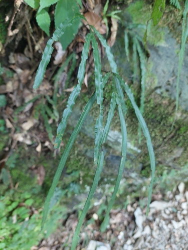 Pteris longipinna, photograph 2