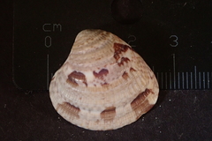 Chione subimbricata