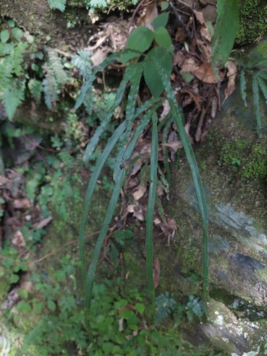 Pteris longipinna, photograph 3