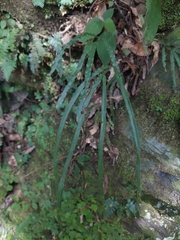 Pteris longipinna, photograph (c) Jason, some rights reserved (CC BY)