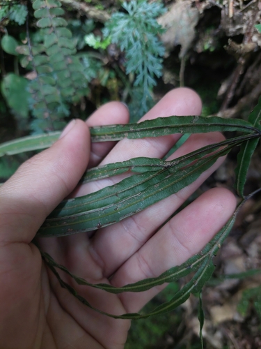 Pteris longipinna, photograph 4