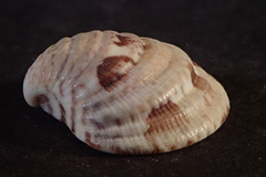 Chione subimbricata