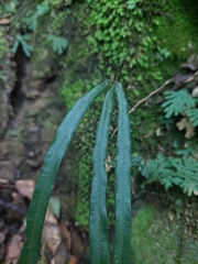 Pteris longipinna, photograph (c) Jason, some rights reserved (CC BY)