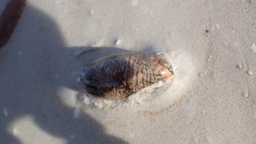 Oliva reticulata observed 2025-09-18