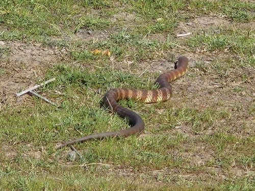 Tiger Snake sighting