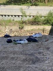 Cairina moschata domestica