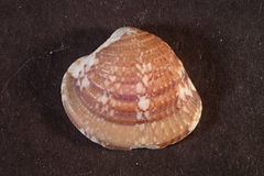 Chione subimbricata
