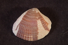 Chione subimbricata