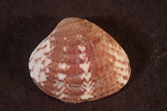 Chione subimbricata