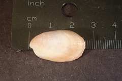 Crepidula onyx