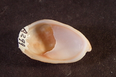 Crepidula onyx