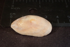 Crepidula onyx