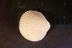 Dallocardia senticosa