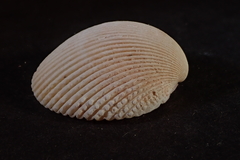 Dallocardia senticosa