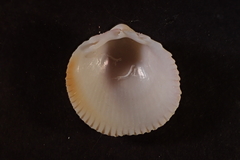 Dallocardia senticosa