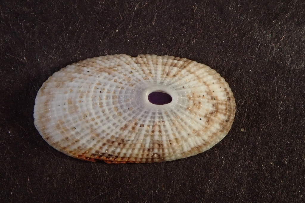 Diodora saturnalis