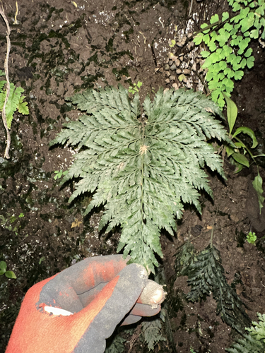 Vandenboschia cyrtotheca observed 2025-09-18
