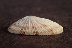 Diodora saturnalis