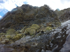 Lithophyllum byssoides