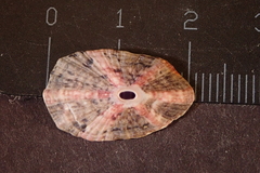 Fissurella microtrema