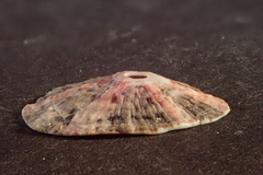 Fissurella microtrema