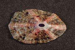 Fissurella microtrema image