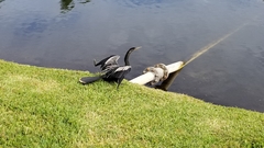 Anhinga anhinga