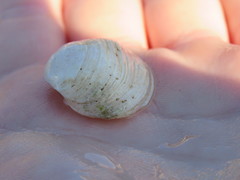 Cumingia californica