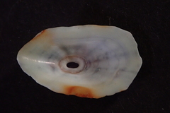 Fissurella microtrema