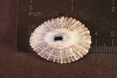 Fissurella virescens